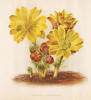 Immagine del venditore per Adonis Vernalis" - Frhlings-Adonisrschen pheasant's eye Eurasia flowers Blumen flower Blume botanical Botanik Botany venduto da Antiquariat Steffen Vlkel GmbH