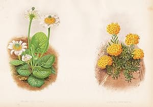 Imagen del vendedor de "Caltha Leptosepala / Alyssum Montanum" - white marsh marigold Westamerikanische Dotterblume North America Berg-Steinkraut flowers Blumen flower Blume botanical Botanik Botany a la venta por Antiquariat Steffen Vlkel GmbH