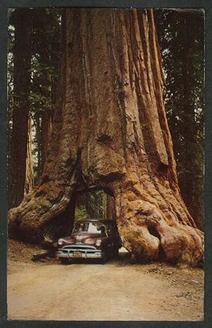 Image du vendeur pour Car going thru Wawona Tree Yosemite National Park CA postcard 1964 mis en vente par The Jumping Frog