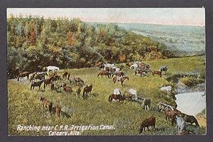 Bild des Verkufers fr Ranching Canadian Pacific Railway Irrigation Canal Calgary Canada postcard 1910s zum Verkauf von The Jumping Frog