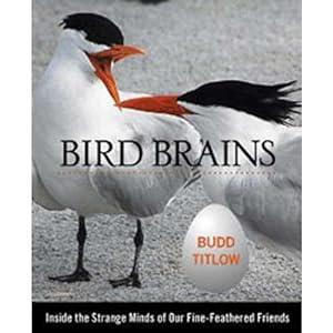 Seller image for Bird Brains: Inside the Strange Minds of Our Fine Feathered Friends for sale by Buteo Books