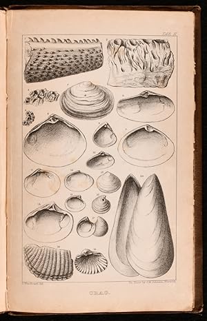 An Outline of the Geology of Norfolk