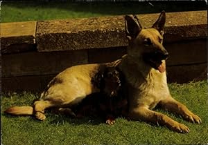 Ansichtskarte / Postkarte Schäferhund und Dackel auf einer Wiese