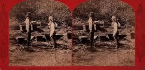 Descriptive Views of the American Continent: Examining A Bee Hive in Cal. (Stereograph).