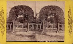 Magnolia Cemetery, Charleston, South Carolina. (Stereograph).