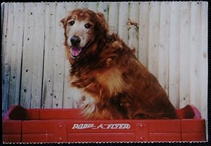 PDSA Dog Postcard