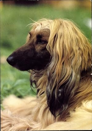 Ansichtskarte / Postkarte Hundeportrait, Afghanischer Windhund