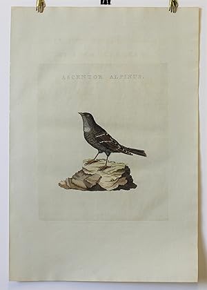 "ASCENTOR ALPINUS," from NEDERLANDSCHE VOGELEN