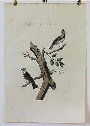 "PARUS CRISTATUS," from NEDERLANDSCHE VOGELEN