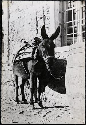 Donkey by Barrel Real Photo Postcard