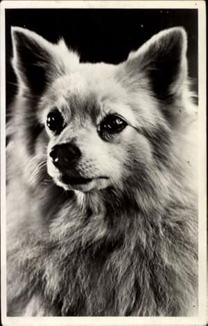 Ansichtskarte / Postkarte Spitz, Hund, Portrait - Amag 32