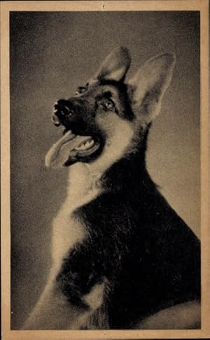 Ansichtskarte / Postkarte Hundeportrait, Schäferhund mit heraushängender Zunge