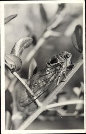 Foto Ansichtskarte / Postkarte Singzikade auf einem Zweig, Cicadoidea