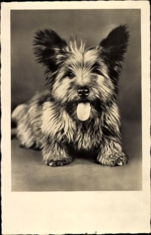 Bild des Verkufers fr Ansichtskarte / Postkarte Kleiner langhaariger Hund mit heraushngender Zunge zum Verkauf von akpool GmbH