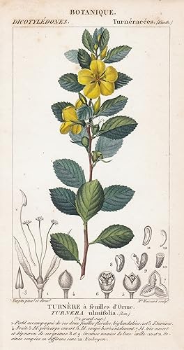 Bild des Verkufers fr Turnere a feuilles d'Orme. Turnera ulmifolia." - ramgoat dashalong Mexico West Indies yellow alder Botanik botany botanical zum Verkauf von Antiquariat Steffen Vlkel GmbH