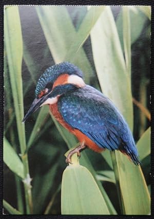 Bild des Verkufers fr Kingfisher photo by Zetti Kinkelin Old Postcard zum Verkauf von Postcard Anoraks