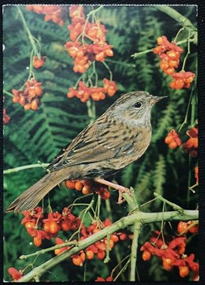 Bild des Verkufers fr Hedge Sparrow Bird Postcard zum Verkauf von Postcard Anoraks