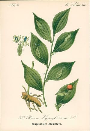 Imagen del vendedor de Chromolithographie : Zungenstiger Musedorn. Ruscus Hypoglossum L. Liliaceae. a la venta por Bcher bei den 7 Bergen