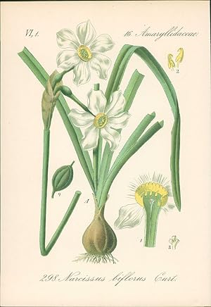 Bild des Verkufers fr Chromolithographie : Zweiblumige Narzisse. Narcissus biflorus Curt. Amaryllidaceae. zum Verkauf von Bcher bei den 7 Bergen