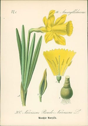 Bild des Verkufers fr Chromolithographie : Unechte Narzisse. Gelbe Narzisse. Narcissus Pseudo-Narcissus L. Amaryllidaceae. zum Verkauf von Bcher bei den 7 Bergen