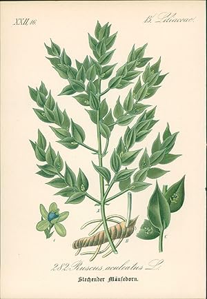 Seller image for Chromolithographie : Stechender Musedorn. Ruscus aculeatus L. Liliaceae. Stacheliger Musedorn. Dornmyrte. for sale by Bcher bei den 7 Bergen