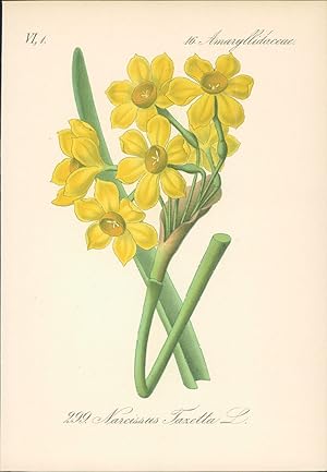 Bild des Verkufers fr Chromolithographie : Tazette. Tassenblume. Strau-Narzisse. Narcissus Tazetta L. Amaryllidaceae. Bukett-Narzisse, Mehrbltige Narzisse. zum Verkauf von Bcher bei den 7 Bergen