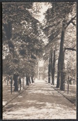 Cambridge Postcard Trinity College The Avenue