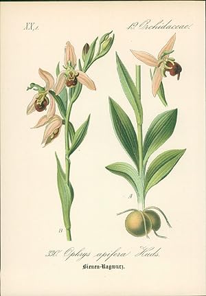Seller image for Chromolithographie : Bienen-Ragwurz. Ophrys apifera Huds. Orchidaceae. Syn. O. insectifera n adrachnites L. p. p. for sale by Bcher bei den 7 Bergen