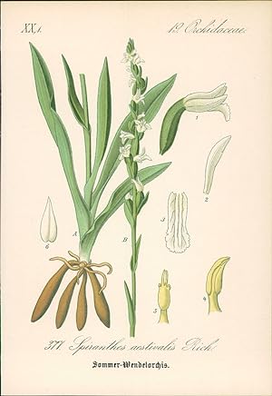 Seller image for Chromolithographie : Sommer-Wendelorchis. Spiranthes aestivalis Rich. Orchidaceae. Syn. . Neottia aestivalis DC., Ophrys aestivalis Lam., Ophrys aestiva Balb. for sale by Bcher bei den 7 Bergen
