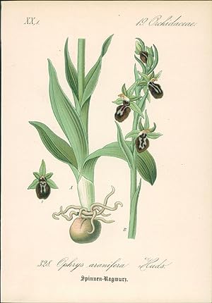 Seller image for Chromolithographie : Hummel-, Spinnentragende Ragwurz. Ophrys aranifera Huds. Orchidaceae. Syn. Ophrys insectifera d Linn. for sale by Bcher bei den 7 Bergen