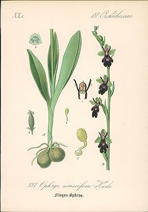 Seller image for Chromolithographie : Fliegentragende Ragwurz. Fliegen-Ophrys. Ophrys muscifera Huds. Orchidaceae. for sale by Bcher bei den 7 Bergen