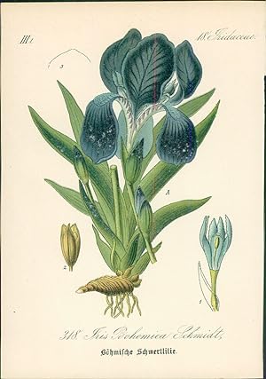 Imagen del vendedor de Chromolithographie : Bhmische Schwertlilie. Iris Bohemica Sclmiidt. Iridaceae. a la venta por Bcher bei den 7 Bergen