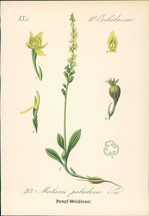 Seller image for Chromolithographie : Sumpf-Weichkraut. Malaxis paludosa Sw. Orchidaceae. Syn. Ophrys paludosa L., Epipactis paludosa Schmidt. for sale by Bcher bei den 7 Bergen
