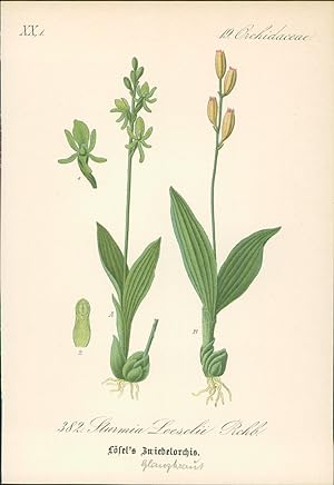 Seller image for Chromolithographie : Lsel s Glanzkraut, Zwiebelorchis. Sturmia Loeselii Reichb. Orchidaceae. Syn. Ophrys Loeselii L., Liparis Loeselii Rich. Sumpf-Glanzkraut. for sale by Bcher bei den 7 Bergen