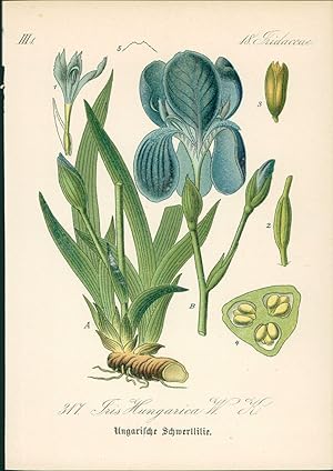 Imagen del vendedor de Chromolithographie : Ungarische Schwertlilie. Iris Hungarica W. K. Iridaceae. a la venta por Bcher bei den 7 Bergen