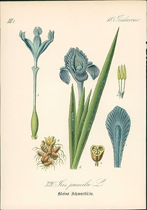 Imagen del vendedor de Chromolithographie : Kleine Schwertlilie. Zwerg-Schwertlilie. Iris pumila L. Iridaceae. a la venta por Bcher bei den 7 Bergen