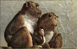 Ansichtskarte / Postkarte Javanese Monkey, Singes javanais, Affen, Jungtier