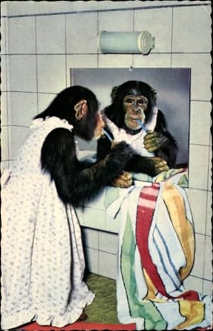Bild des Verkufers fr Ansichtskarte / Postkarte Vermenschlichter Affe putzt sich die Zhne, Schimpanse zum Verkauf von akpool GmbH