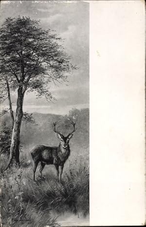 Künstler Ansichtskarte / Postkarte Landschaft mit Hirsch