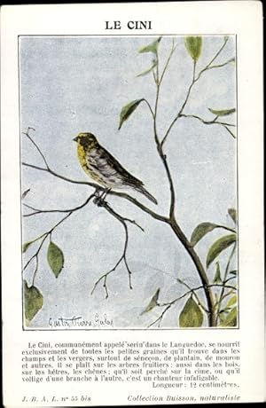 Künstler Ansichtskarte / Postkarte Le Cini, Girlitz, Vogel, Fink