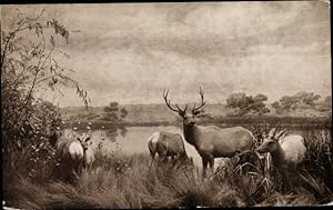 Ansichtskarte / Postkarte San Joaquin Valley elk group, Museum of the California Academy of Scien...