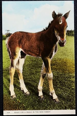 Horse Pony Postcard Collectable Publisher Dearden & Wade Bournemouth Postcard