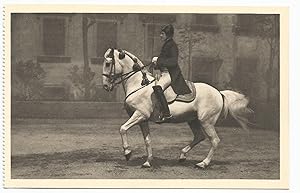 Horse Postcard Spanische Reitschule Wien Piaffe