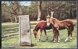 Horse Postcard Ponies New Forest Publisher Valentine's Dated 1955