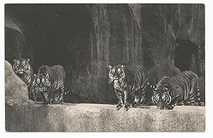 Postcard Tigers Parc Zoologique Du Bois De Vincennes Paris