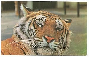 Immagine del venditore per Postcard Tiger Photograph by M. Lyster London Zoological Society venduto da Postcard Anoraks