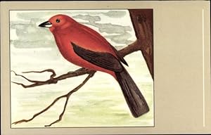 Künstler Ansichtskarte / Postkarte Purpur tangara, Scarlet Tanager, Tangar, Vogel