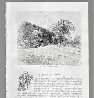 Image du vendeur pour A Tree Museum mis en vente par Legacy Books II