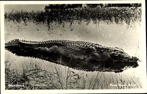 Foto Ansichtskarte / Postkarte Krokodil im Wasser