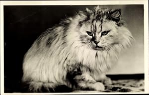 Ansichtskarte / Postkarte Tierportrait, langhaarige Katze